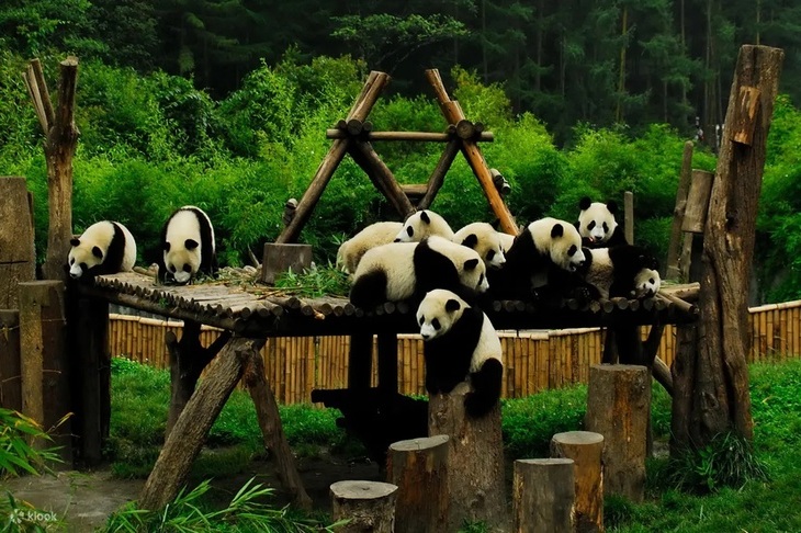 Khám Phá Đất Nước Trung Hoa: Hà Nội – Trùng Khánh – Thành Đô - Cửu Trại Câu – Đô Giang Yển – Công Viên Gấu Trúc